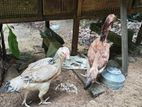 Parrot Beak Rooster