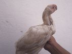 Parrot Beak Rooster