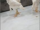 Parrot Beak