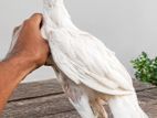 Parrot Beak Rooster