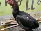 Parrot Beak Rooster