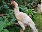 Parrot Beak Rooster