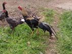 Parrot Beak Rooster