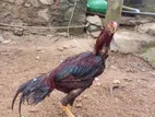 Parrot Beak Rooster