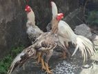 Parrot Beak Rooster