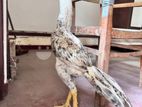 Parrot Beak Rooster