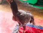 Parrot Beak