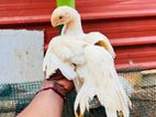 Parrot Beak Rooster