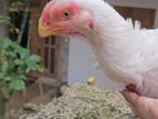 Parrot Beak Rooster