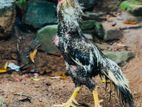 Parrot Beak Chicks