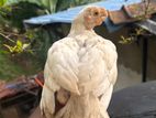 Parrot Beak Rooster