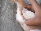 Parrot Beak Chicks