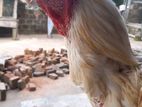 Parrot Beak Rooster