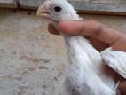 Parrot Beak Rooster
