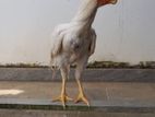 Parrot Beak Rooster