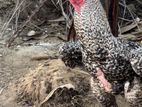 Parrot Beak Rooster