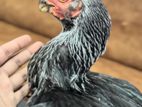 Parrot Beak Rooster