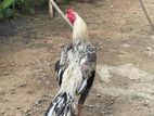 Parrot Beak Rooster
