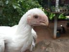 Parrot Beak Rooster