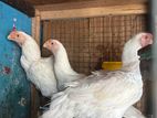 Parrot Beak Rooster
