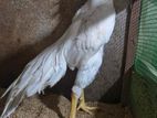 Parrot Beak