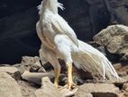 parrot beak