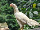 Parrot Beak