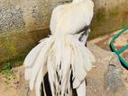 Parrot Beak Rooster