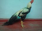 Parrot Beak Rooster