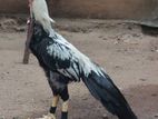 Parrot Beak Rooster