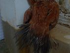Parrot Beak Rooster