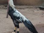Parrot Beak Rooster