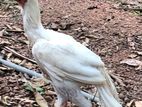 Parrot Beak Rooster