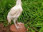 Parrot Beak Rooster