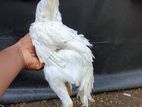 Parrot Beak Rooster