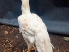 Parrot Beak Rooster