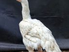 Parrot Beak Rooster