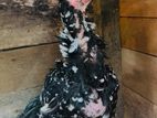Parrot Beak Rooster