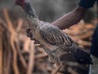 Parrot Beak Rooster