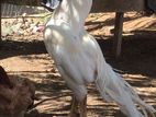 Parrot Beak Rooster