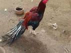 Parrot Beak Rooster