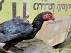 Parrot beak hen
