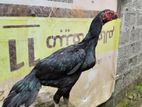 Parrot Beak Hen