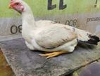 Parrot beak hen