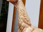 Parrot Beak Rooster