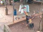 Parrot Beak Rooster