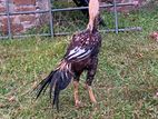Parrot Beak Rooster