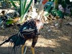 Parrot Beak Rooster