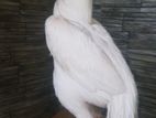 Parrot Beak Long Tail Aseel