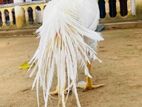 Parrot Beak Long Tail Aseel